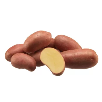 Vetoburgonya Esmee 50szem hálós