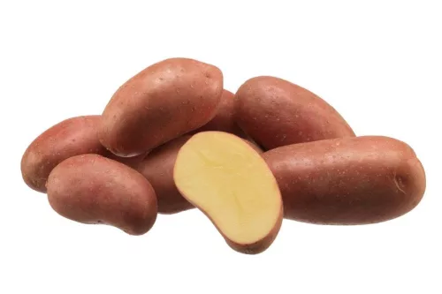 Vetoburgonya Esmee 50szem hálós