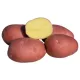Vetőburgonya Red Scarlett 1,2kg dobozos