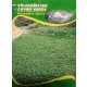 Fűmag Talajtakaró Dichondra  50gr/zöldszőnyeg/