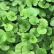 Fűmag Dichondra 0,5kg KITE