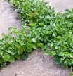 Fűmag Dichondra 0,5kg KITE