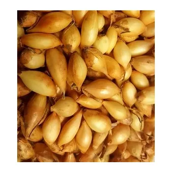 Dughagyma tavaszi Sturon 0,30kg dobozos