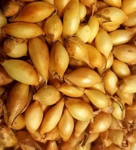Dughagyma tavaszi Sturon 0,30kg dobozos