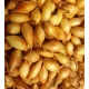 Dughagyma tavaszi Sturon 0,30kg dobozos