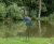 Dekor kócsag figura fém Nort Heron