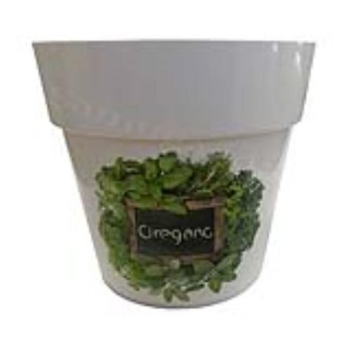 Kaspó fűszer 14cm oregánó, bazsalikom