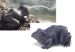 Vízköpő béka