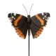 Lepke leszúrható "atalanta lepke"