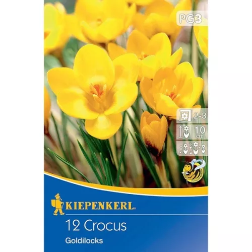 Krókusz hagyma botanikai Goldilocks 15db/cs