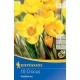 Krókusz hagyma botanikai Goldilocks 15db/cs