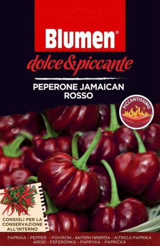 Paprika chili Jamaican Rosso Blumen