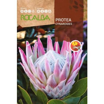 Szobanövény Protea Cynaroides 5g Rocalba