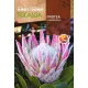 Szobanövény Protea Cynaroides 5g Rocalba