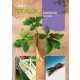 Ginseng 4mag /ginseng gyökér/