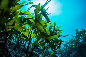 Alga - Biostimuláns a növényeknek