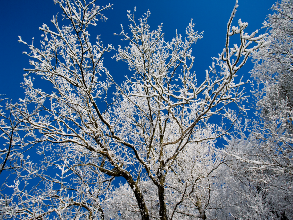 Hogyan védekezzünk a tavaszi fagy ellen a kertben? – A leggyakoribb kérdések és megoldások