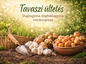  Tavaszi dugványok és ültetnivalók: dughagyma, dugfokhagyma és vetőburgonya